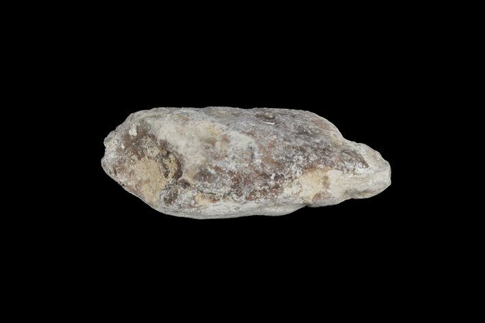 Cretaceous Fish Coprolite (Fossil Poop) - Kansas #216481